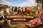 Altınkum Yıldırımoğlu Besicilik Pendik Adaklık Kurbanlık